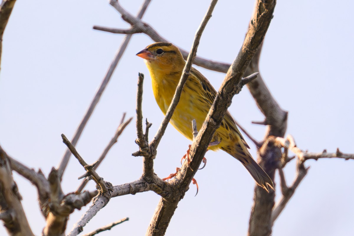 bobolink americký - ML642352264