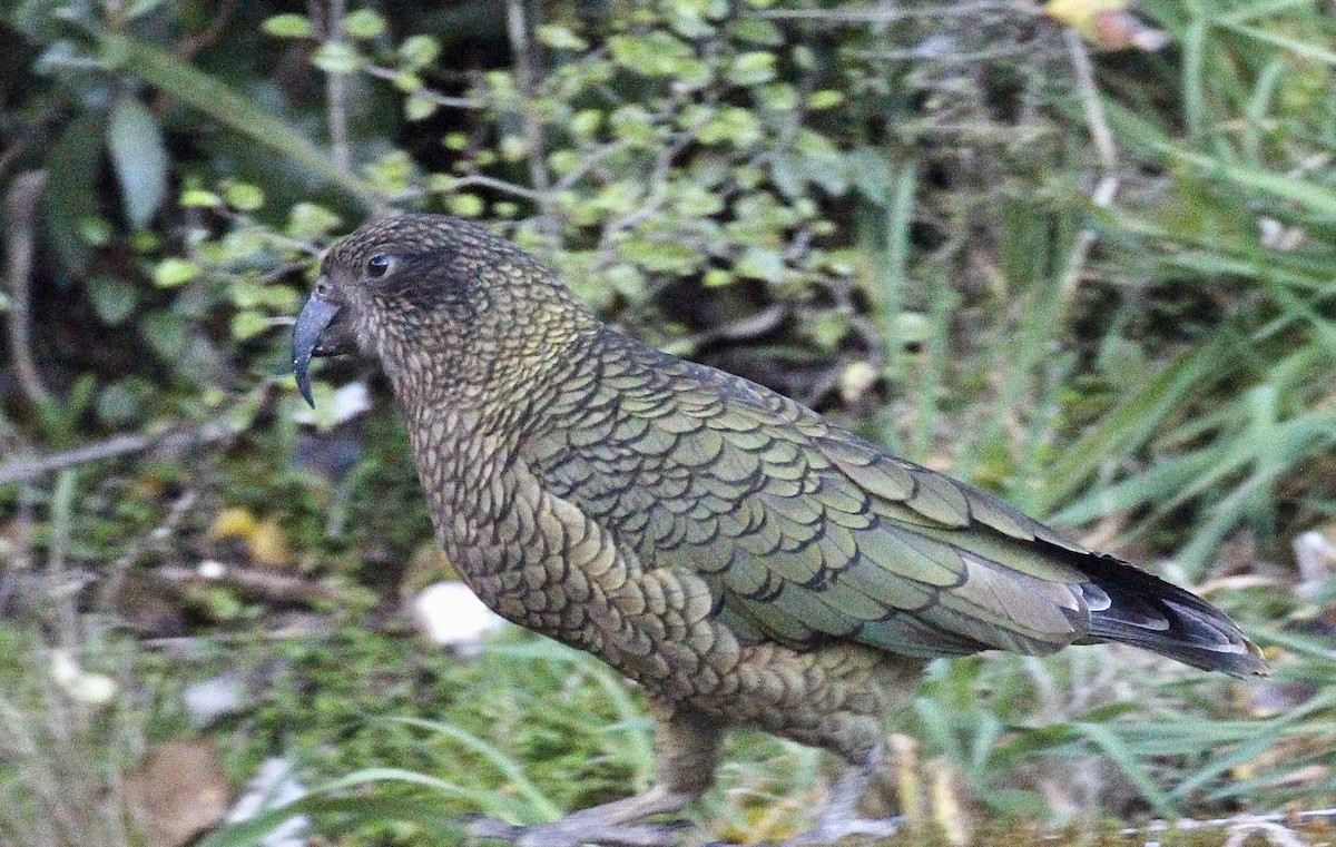 kea - ML642352312