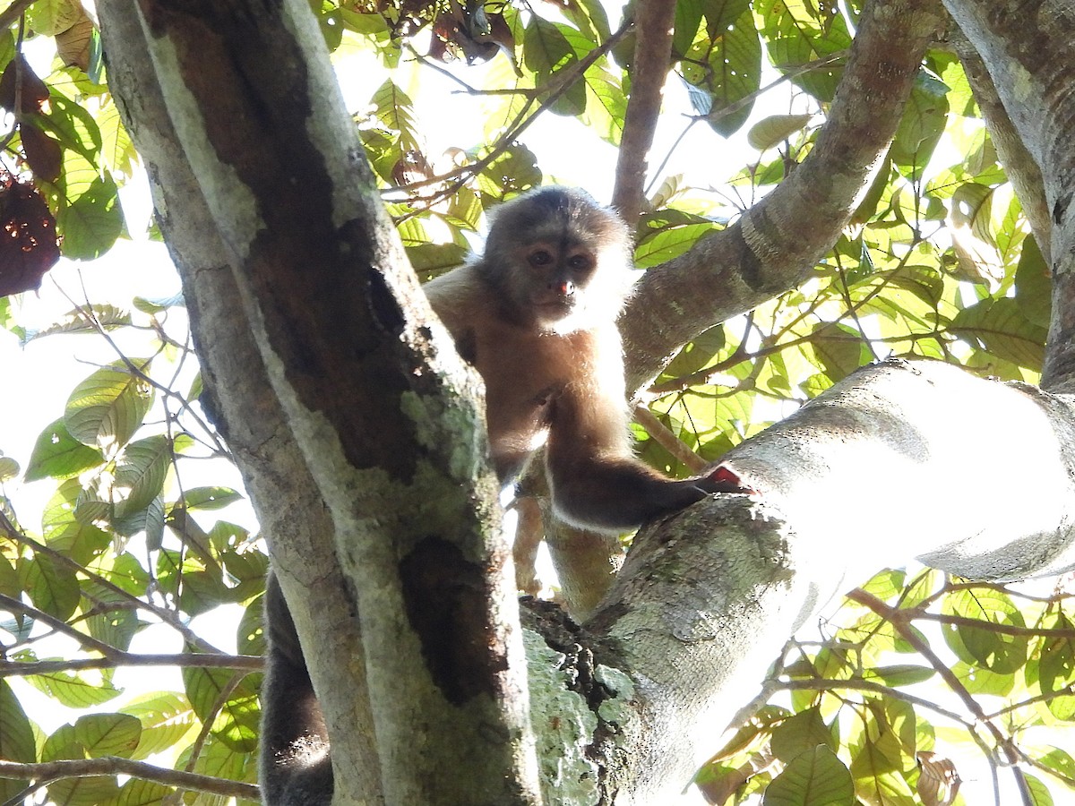 Weeper Capuchin - ML642352315