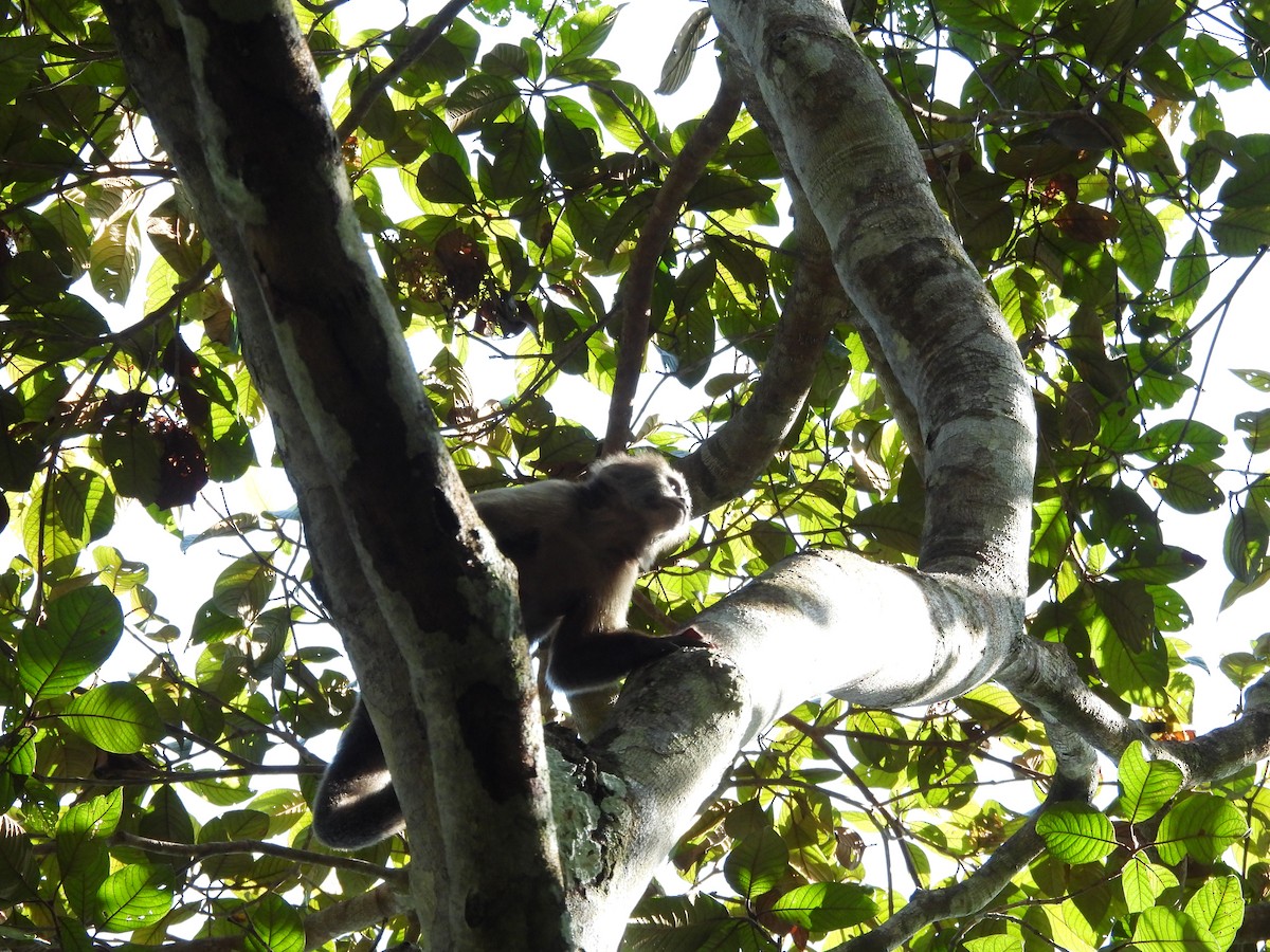 Weeper Capuchin - ML642352318