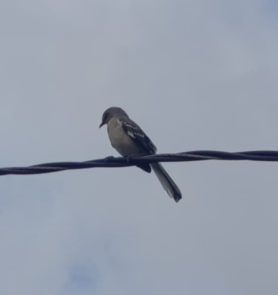 Northern Mockingbird - ML642352328