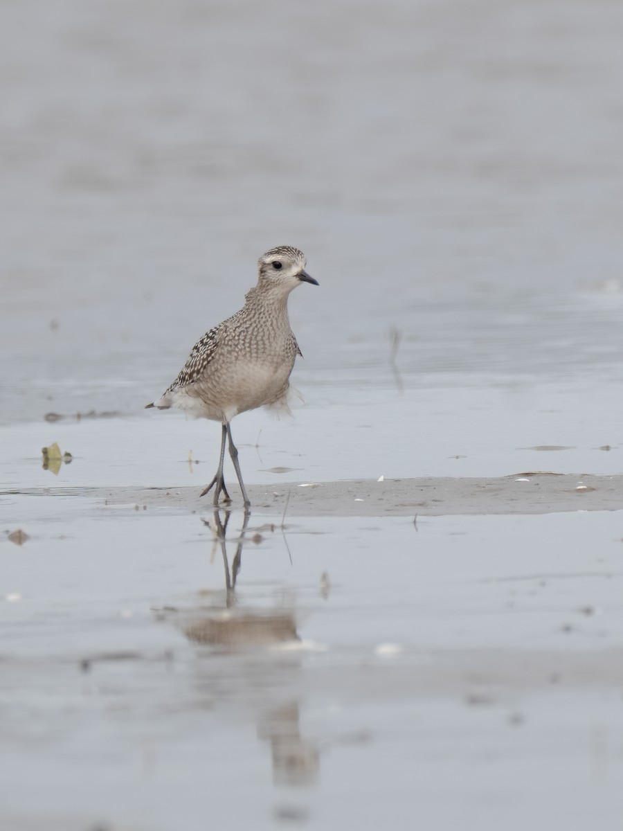 American Golden-Plover - ML642352345