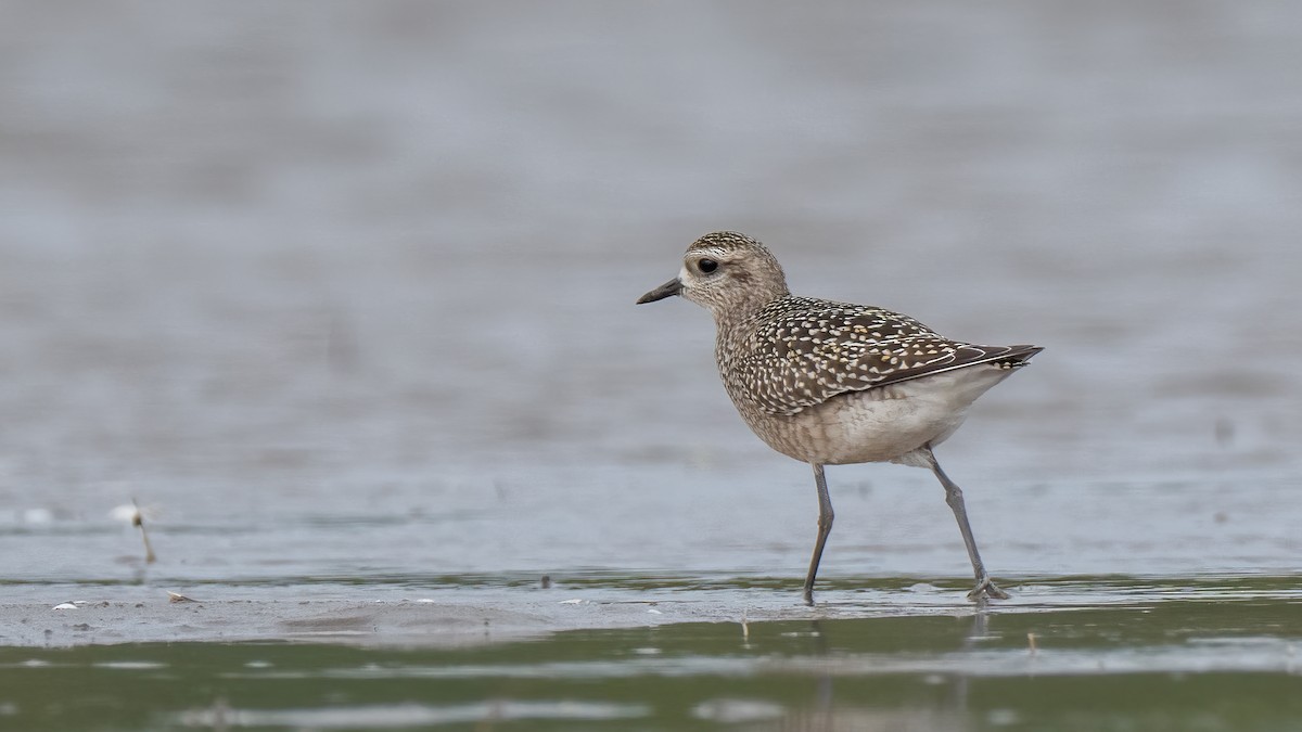 American Golden-Plover - ML642352346