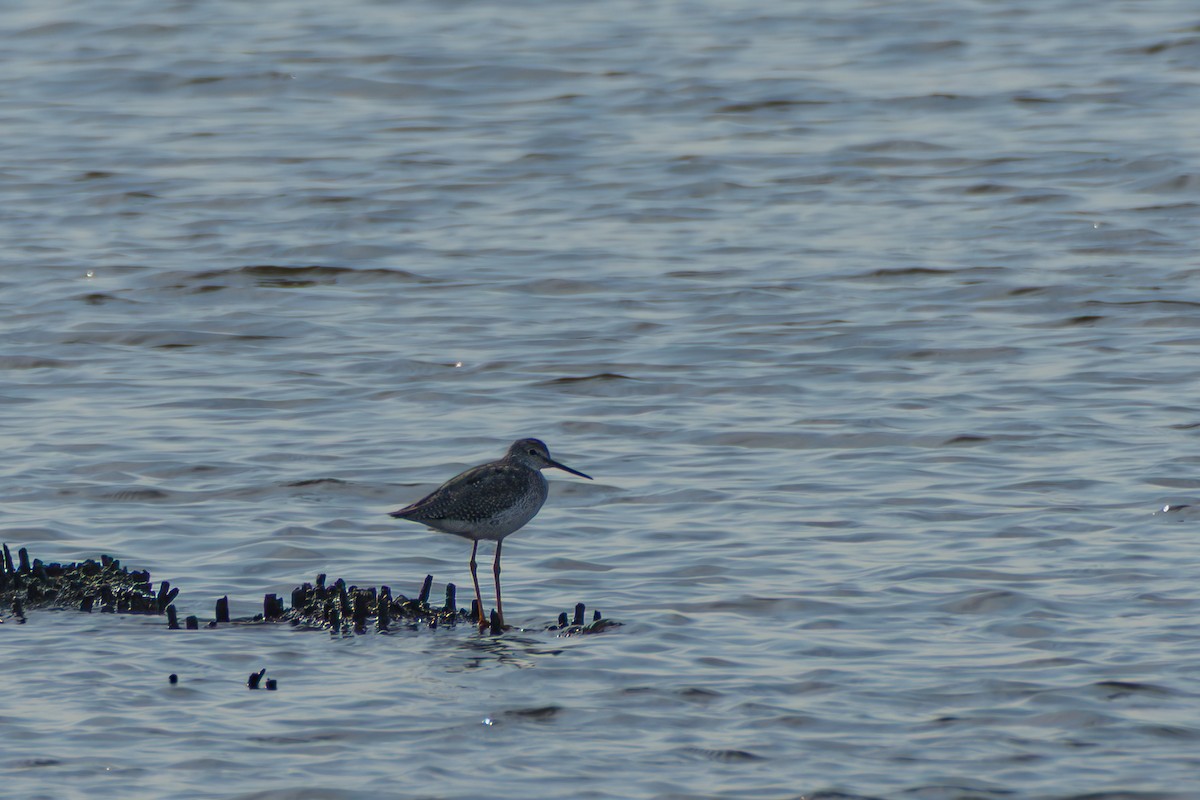 Greater Yellowlegs - ML642352362