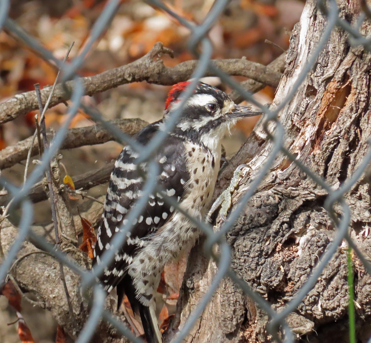 Nuttall's Woodpecker - ML642352365