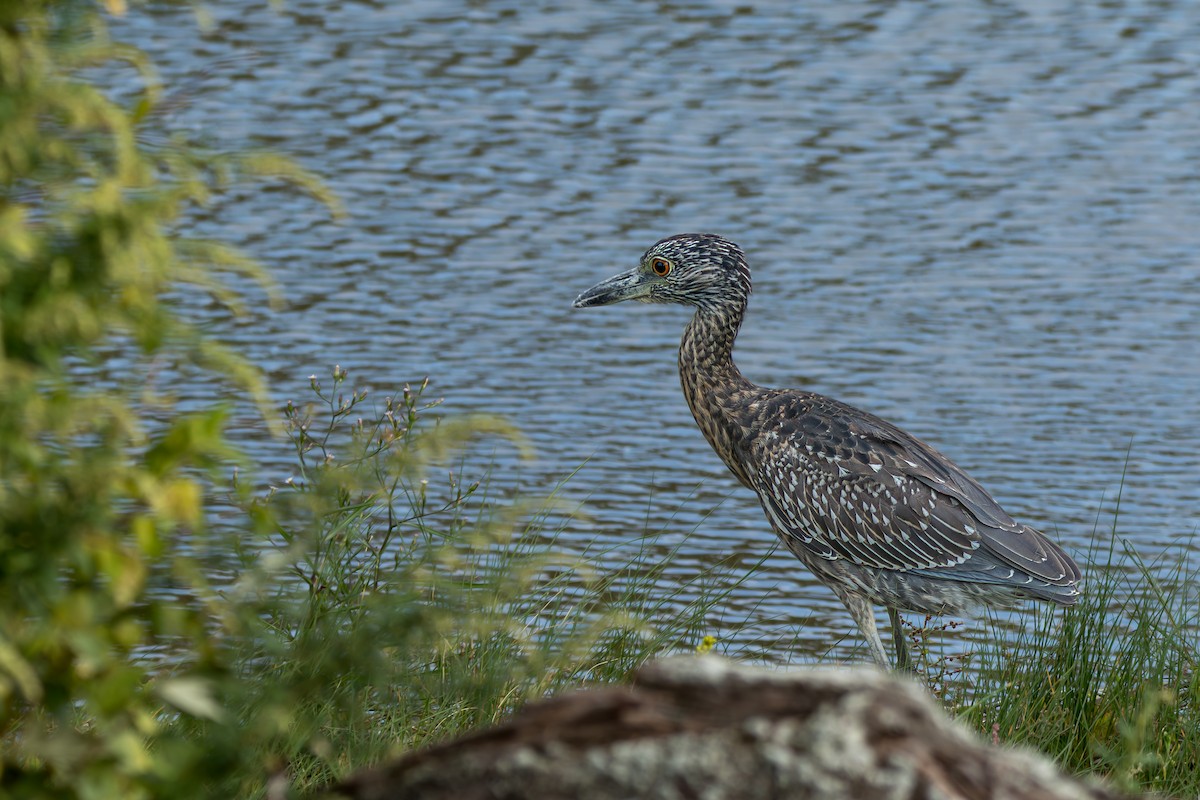 Yellow-crowned Night Heron - ML642352371