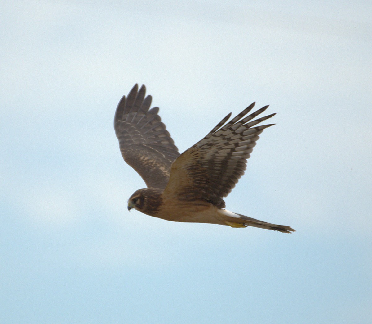 Northern Harrier - ML642352385