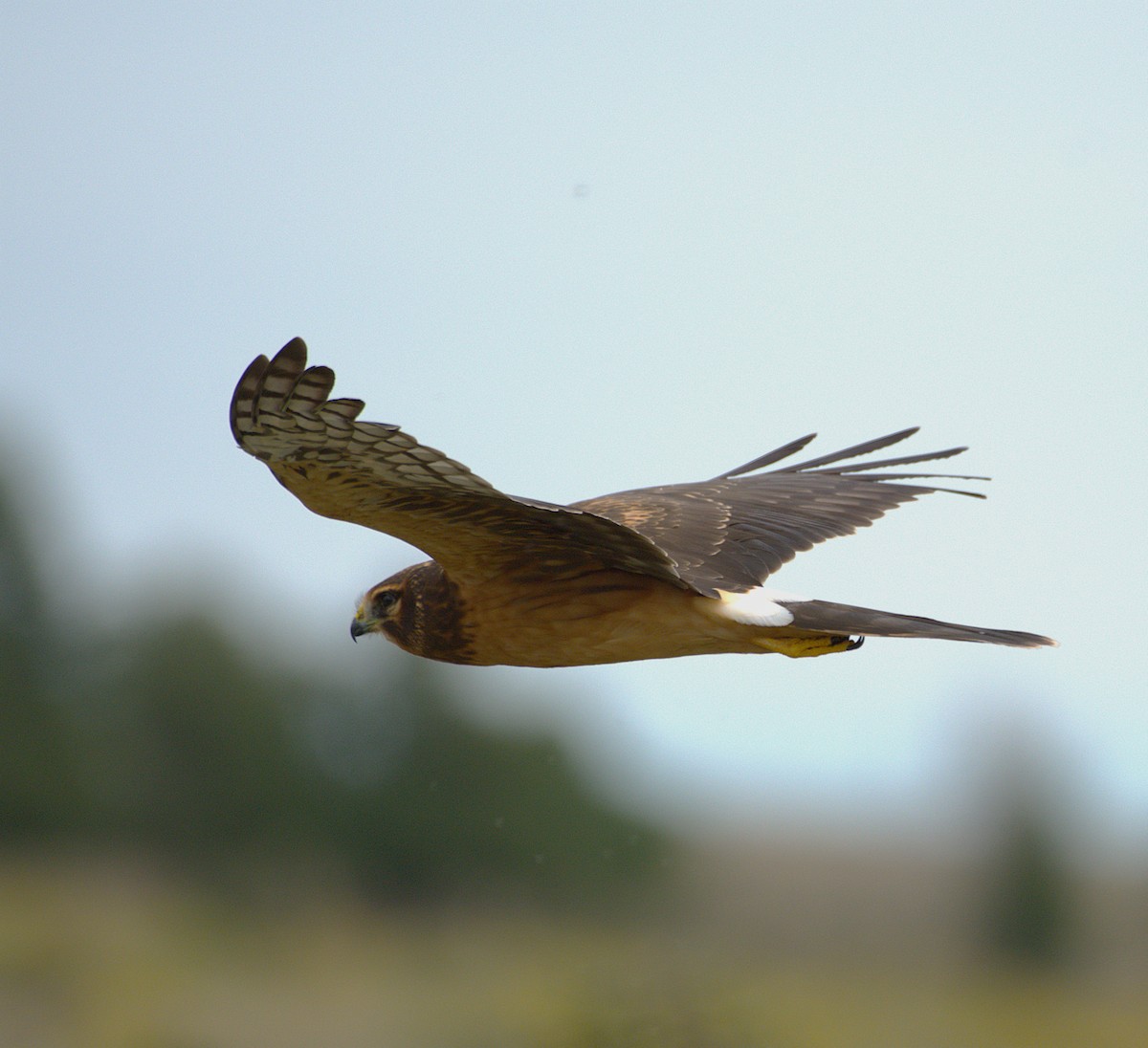 Northern Harrier - ML642352388