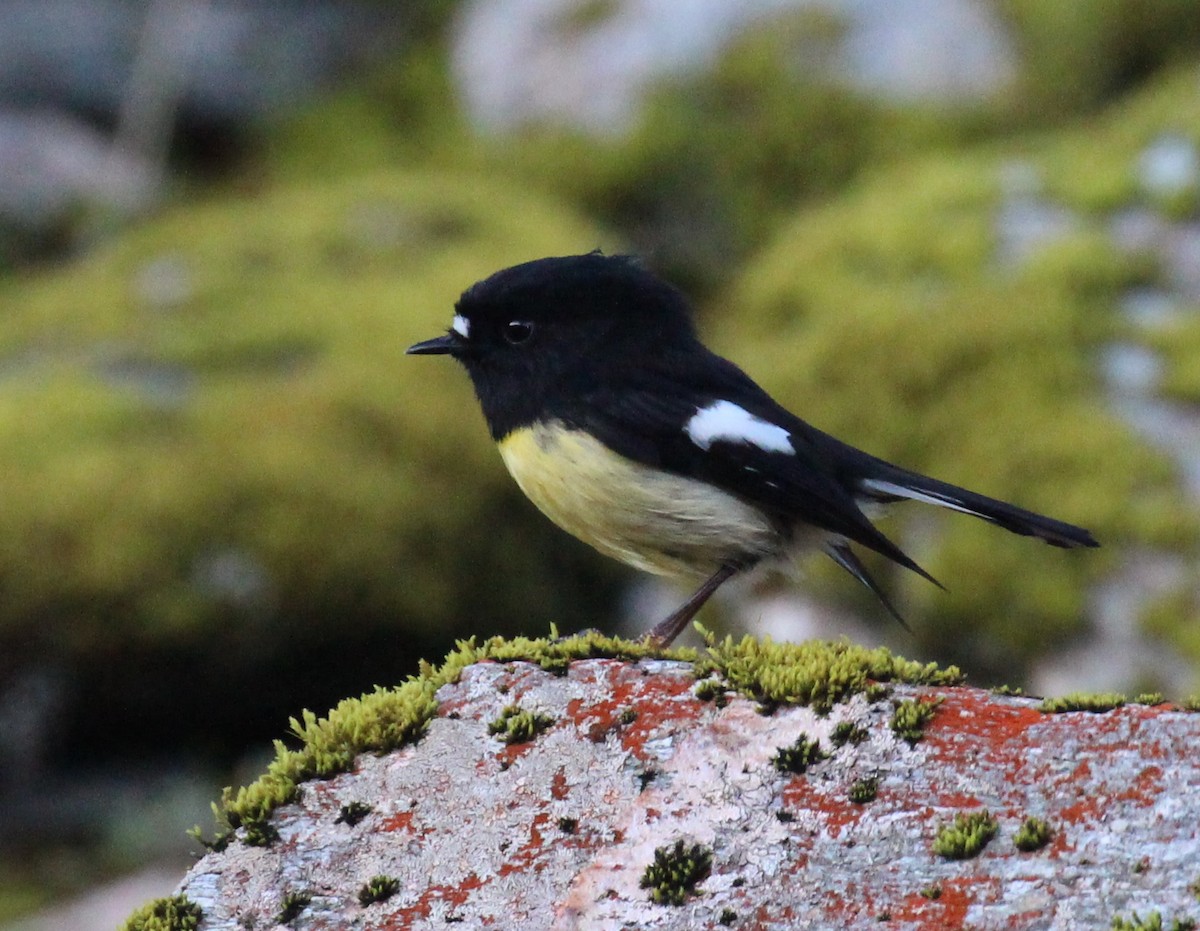 Tomtit - ML642352398