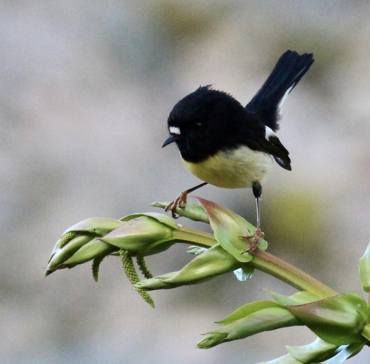 Tomtit - ML642352399