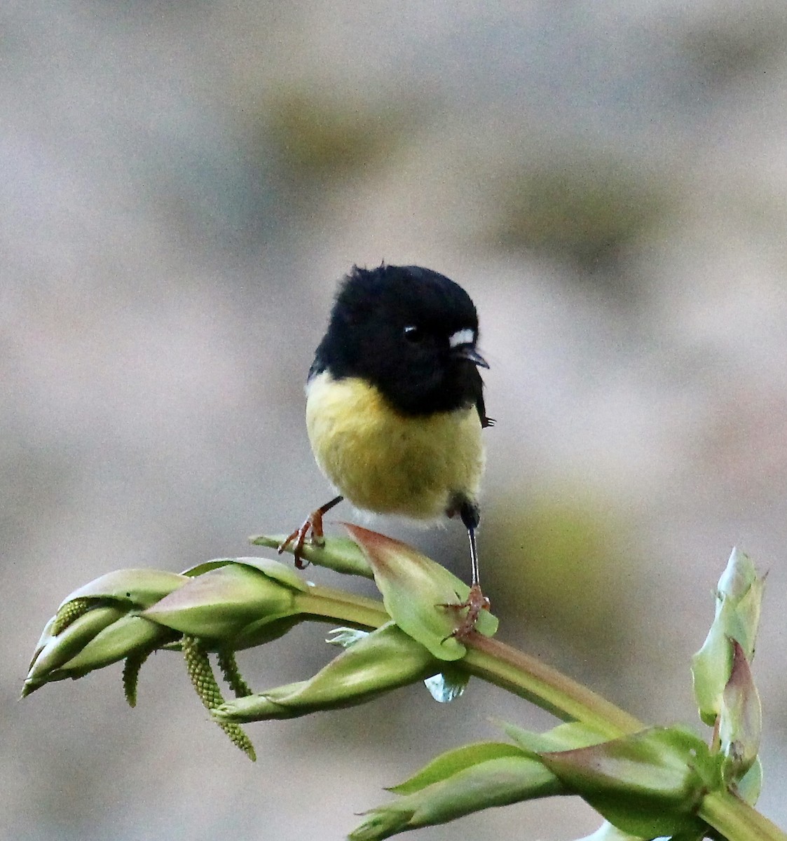 Tomtit - ML642352400