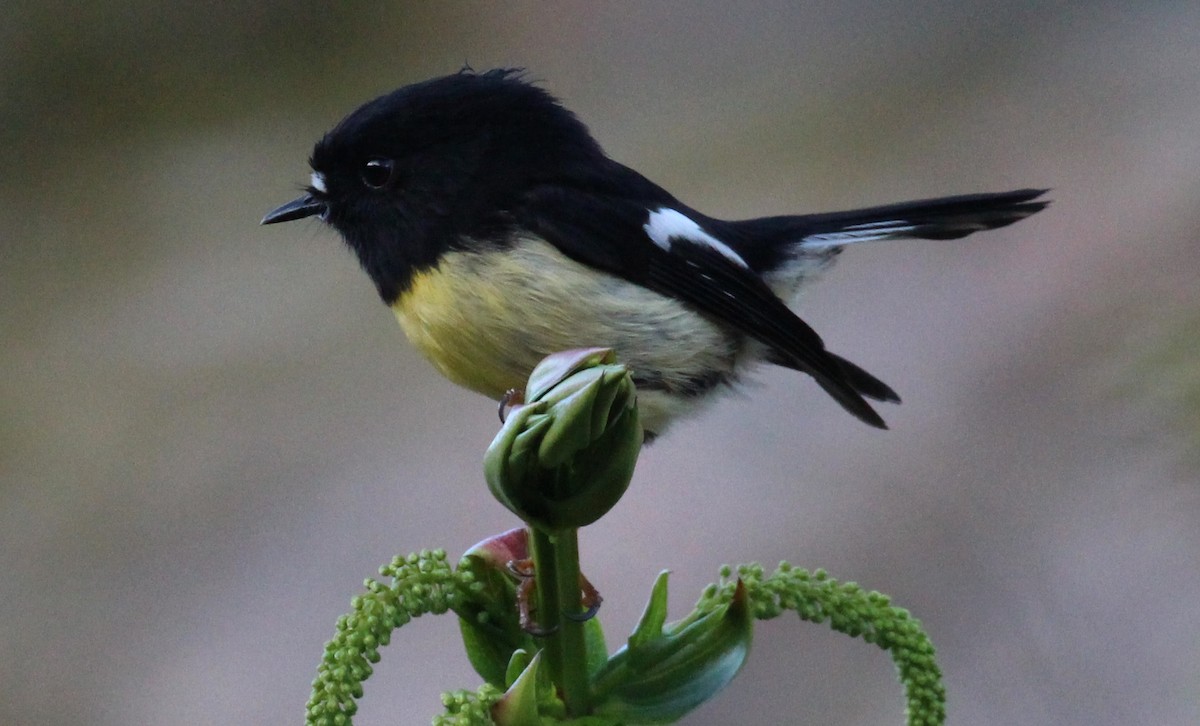 Tomtit - ML642352401