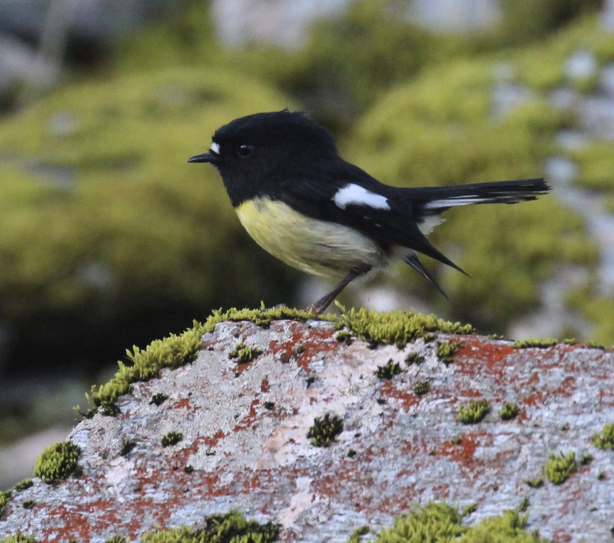 Tomtit - ML642352403