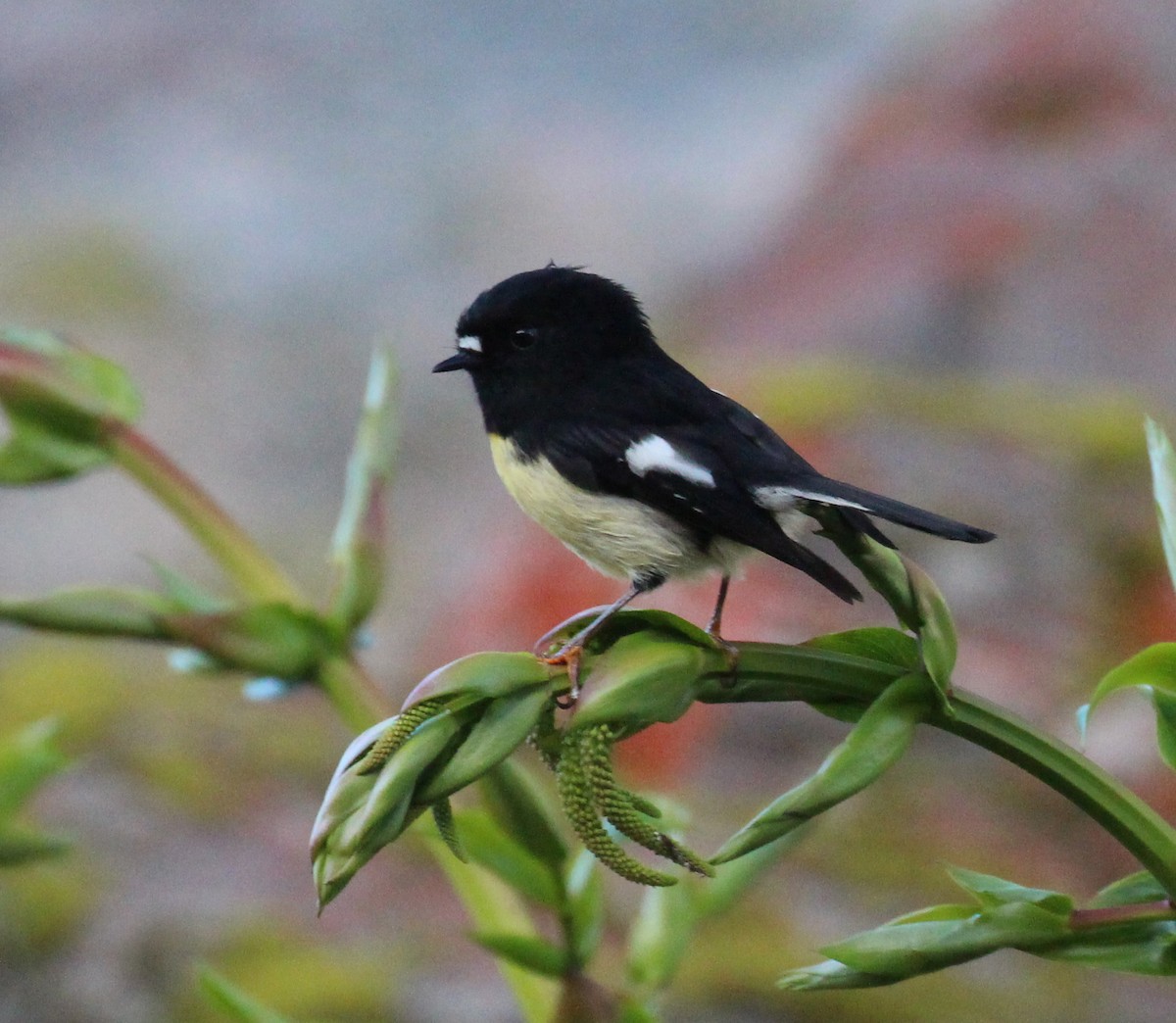 Tomtit - ML642352406