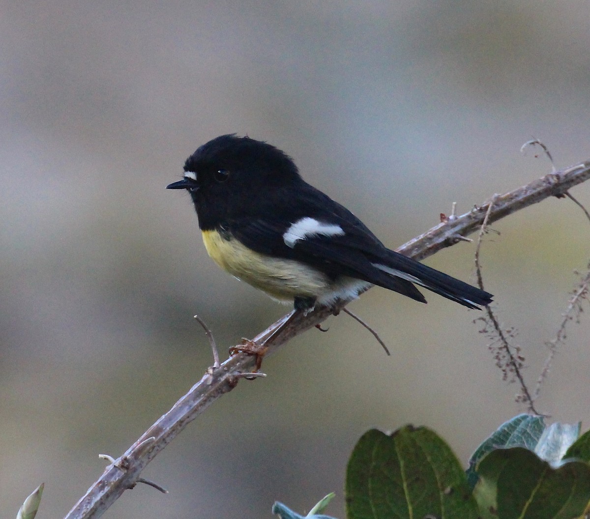 Tomtit - ML642352407