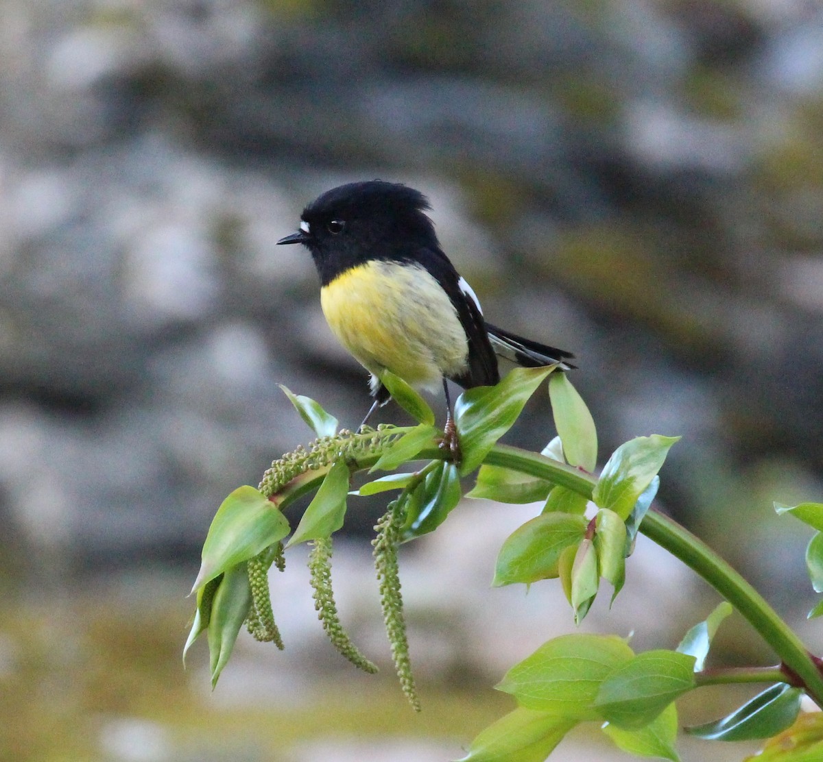 Tomtit - ML642352408