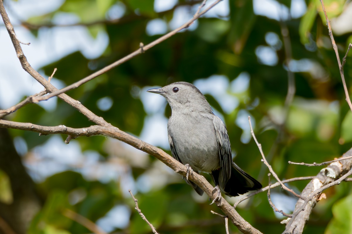 Gray Catbird - ML642352410