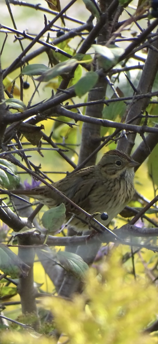 Lincoln's Sparrow - ML642352411