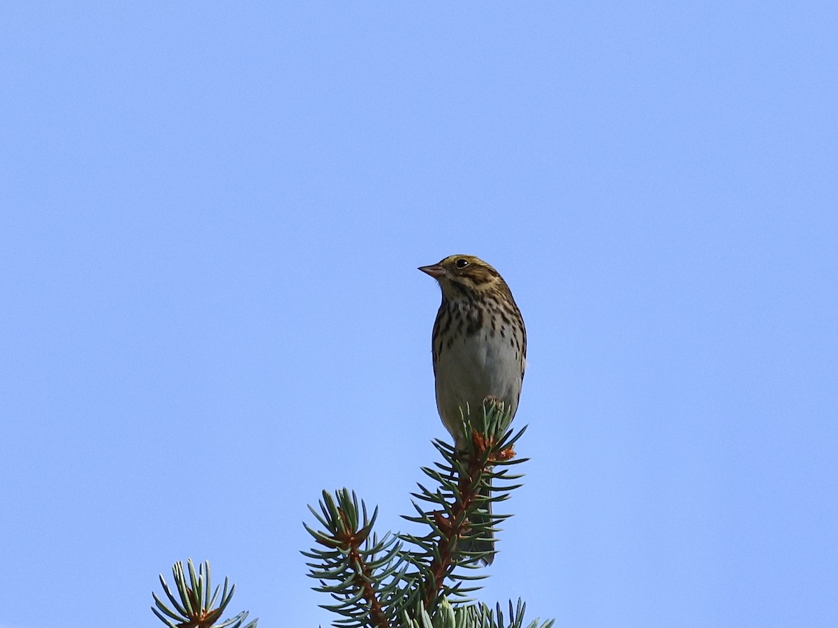 Savannah Sparrow - ML642352421
