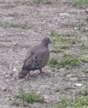 Zenaida Dove - ML642352422