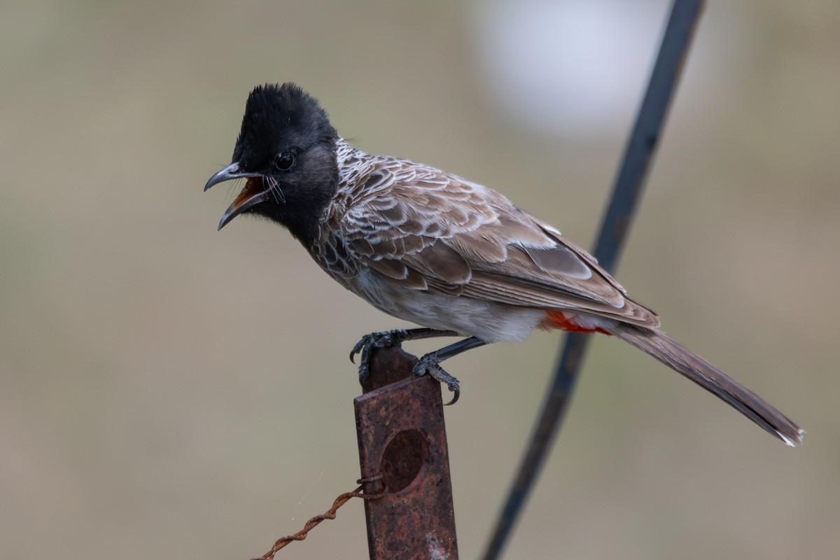 Red-vented Bulbul - ML642352423