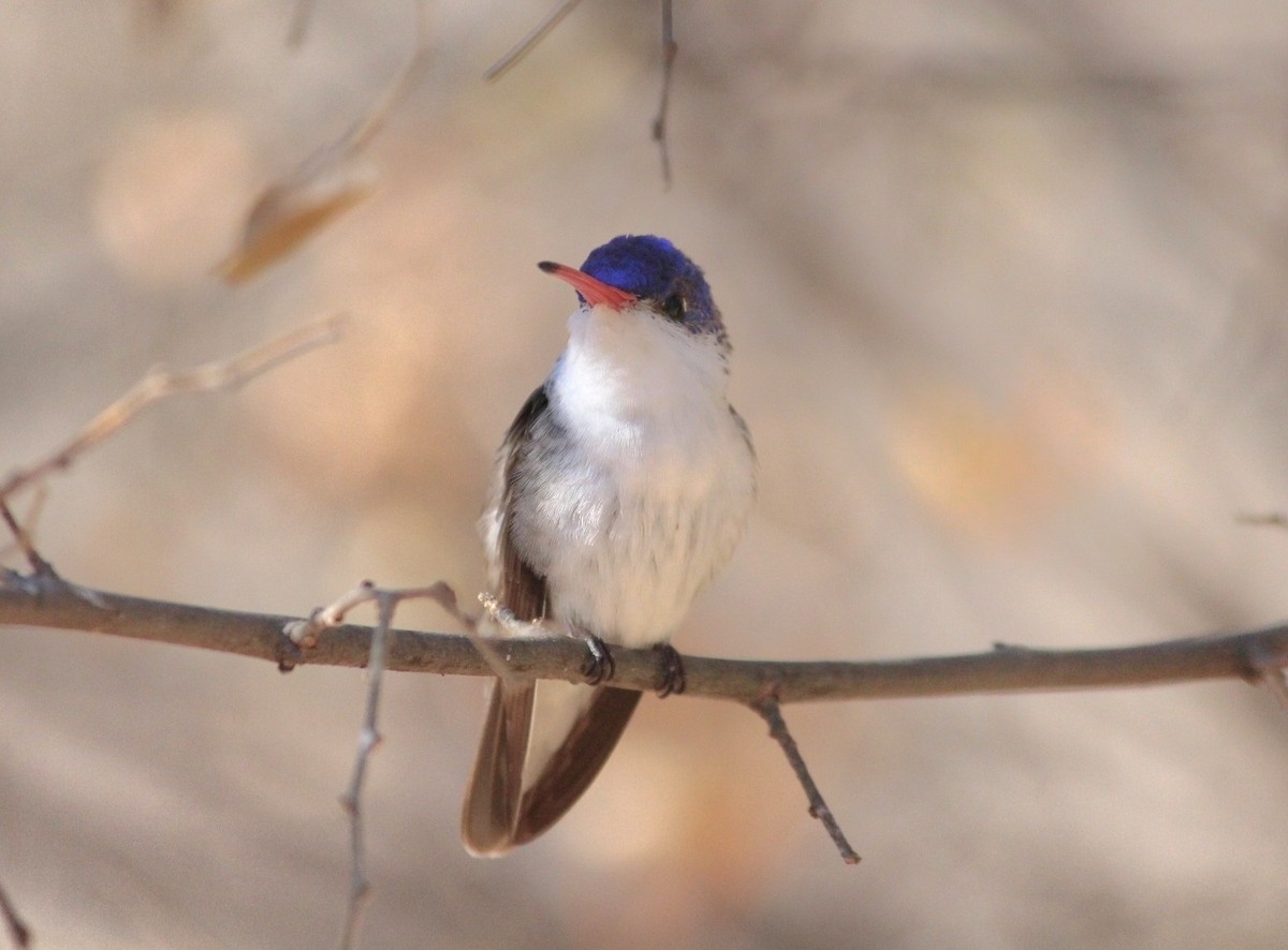 Violet-crowned Hummingbird - ML642352426