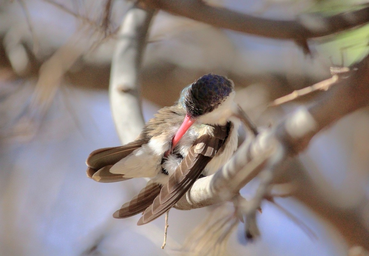 Violet-crowned Hummingbird - ML642352427