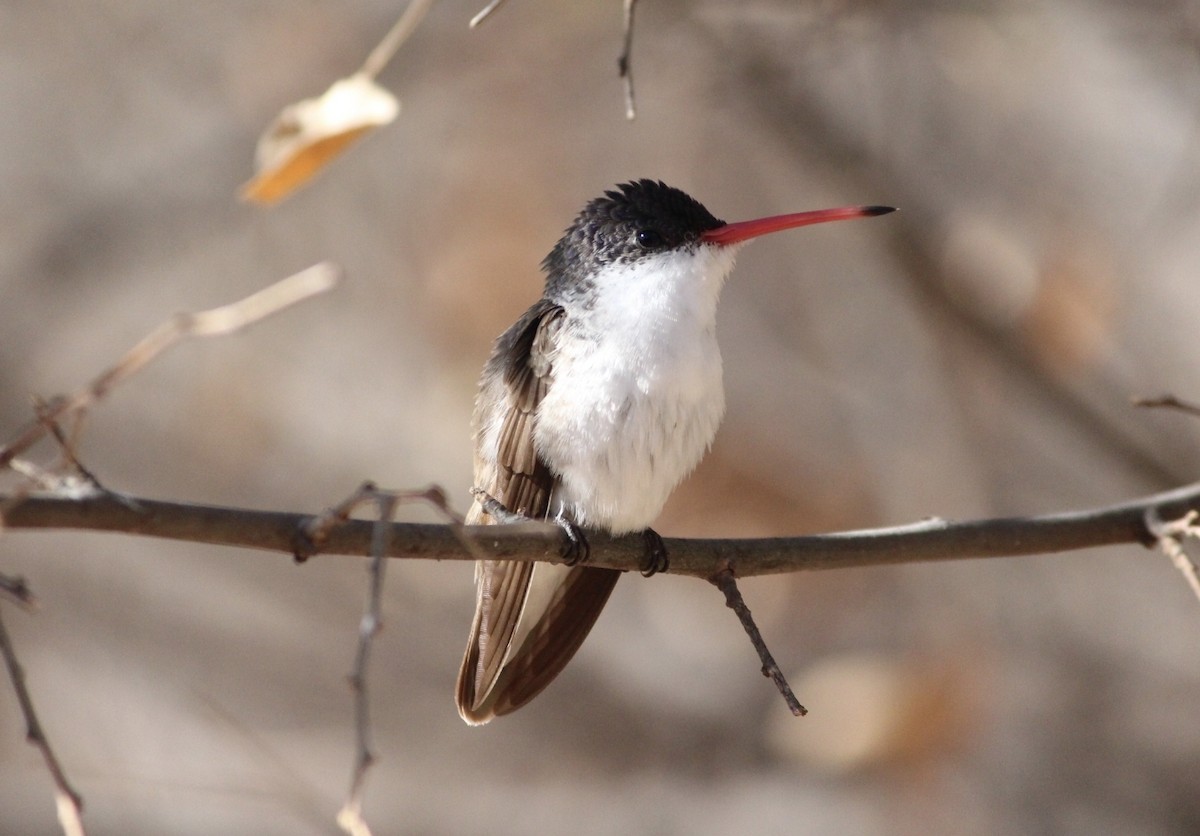 Violet-crowned Hummingbird - ML642352428