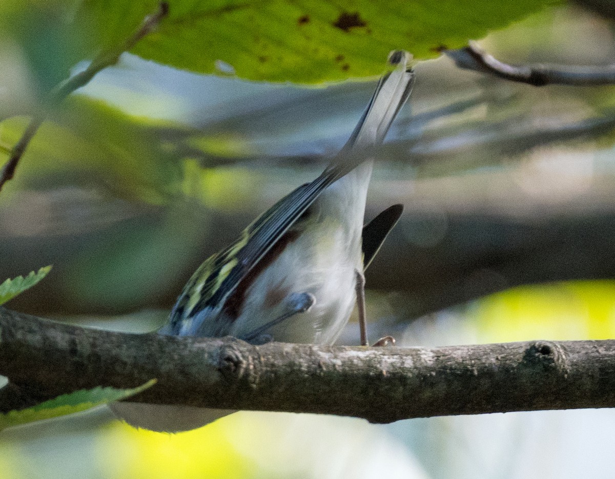 Chestnut-sided Warbler - ML642352429