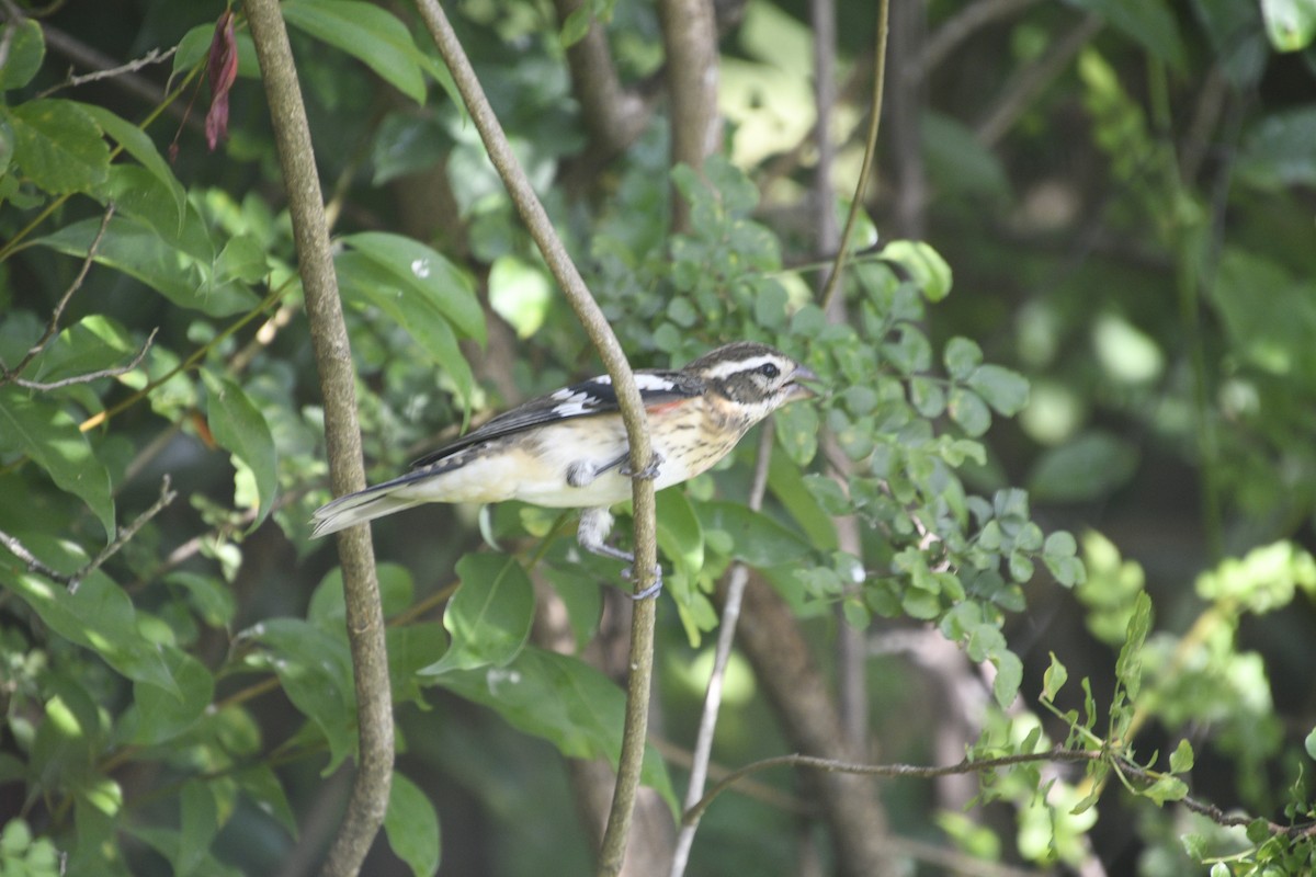 Rose-breasted Grosbeak - ML642352431