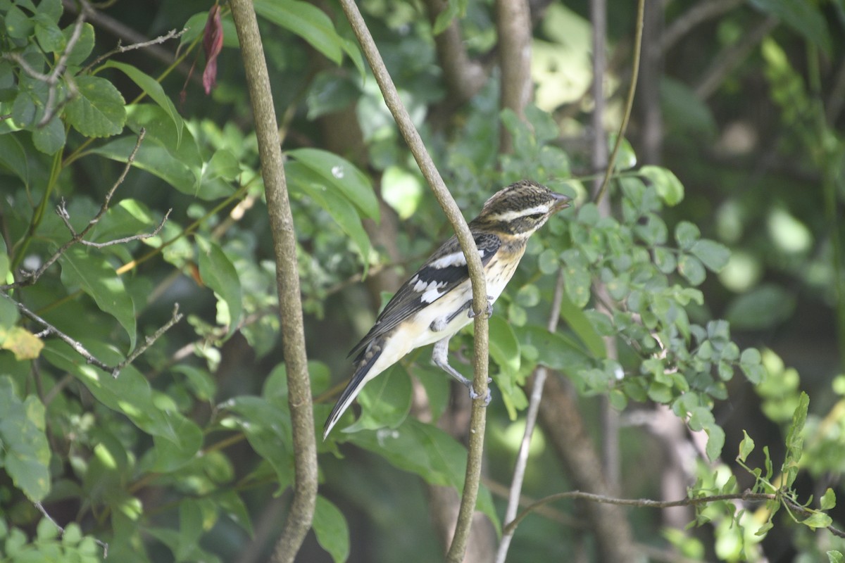 Rose-breasted Grosbeak - ML642352434