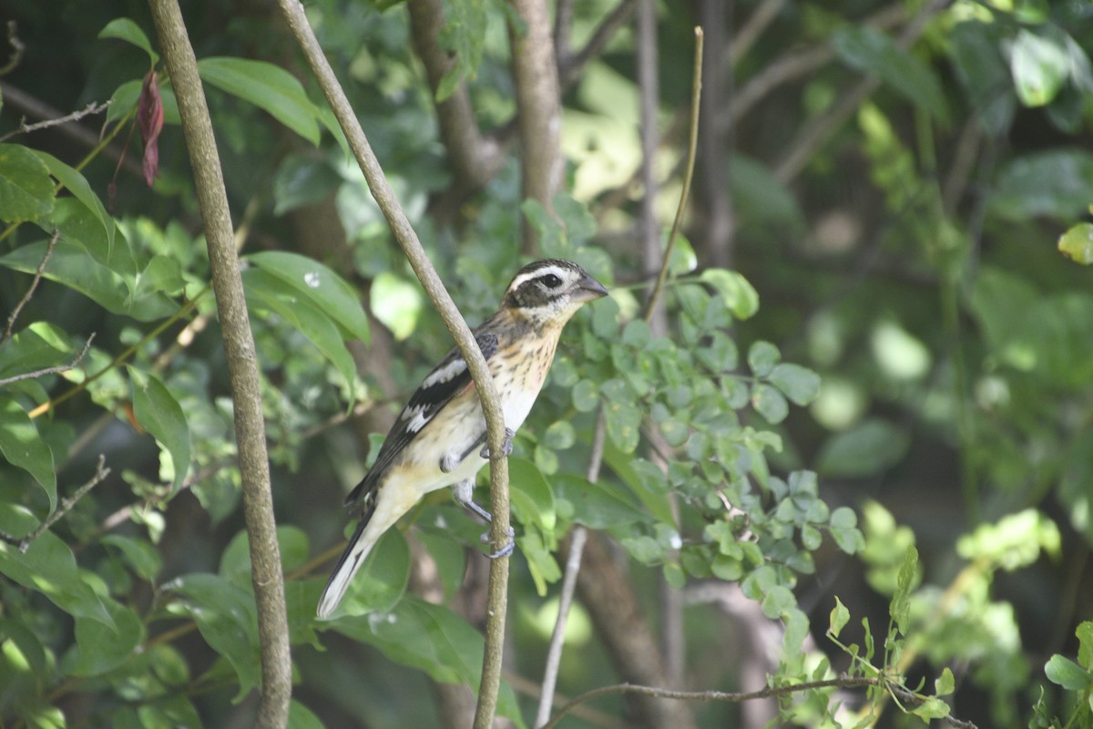Rose-breasted Grosbeak - ML642352435