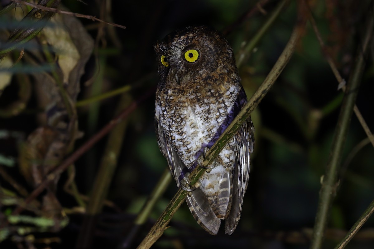 Mindanao Scops-Owl - ML642352438