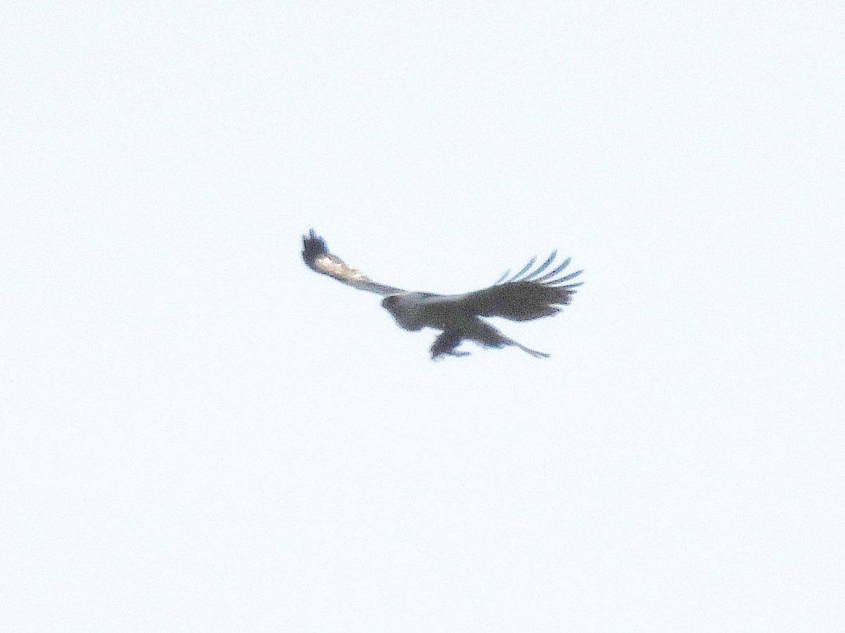Black-and-white Hawk-Eagle - ML642352481