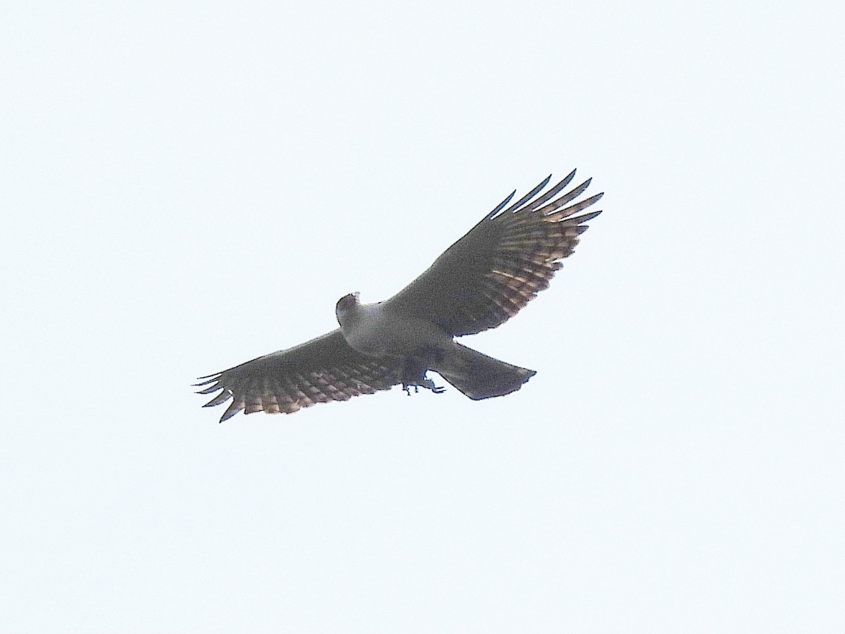 Black-and-white Hawk-Eagle - ML642352482