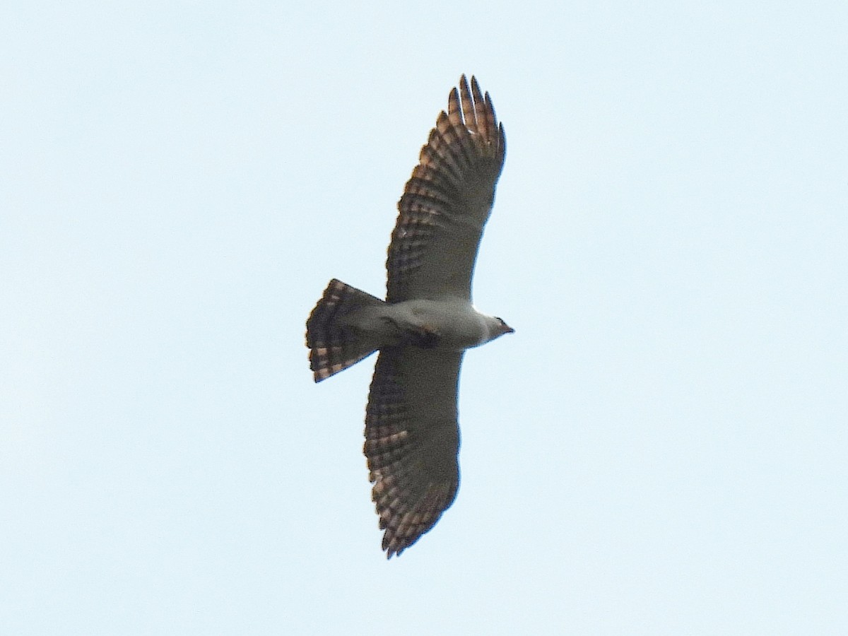 Black-and-white Hawk-Eagle - ML642352483