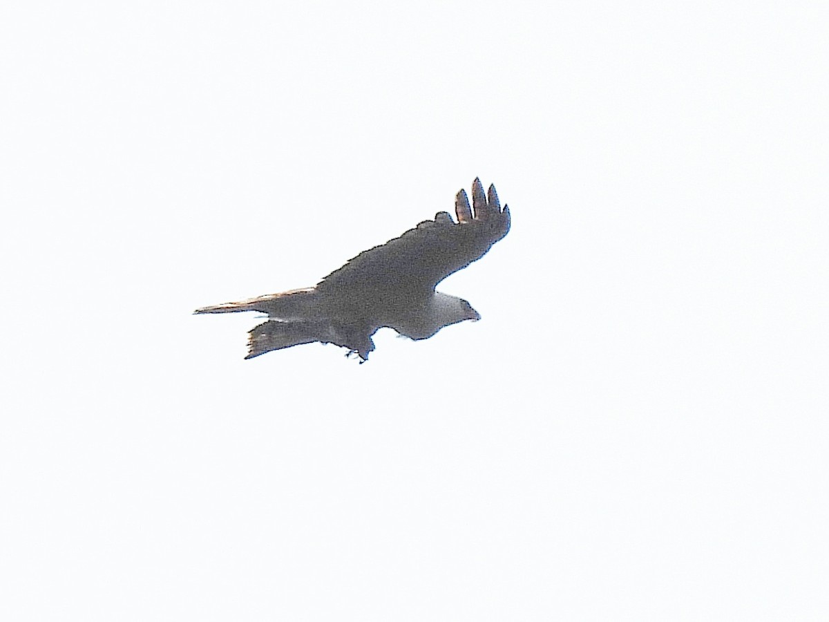 Black-and-white Hawk-Eagle - ML642352484