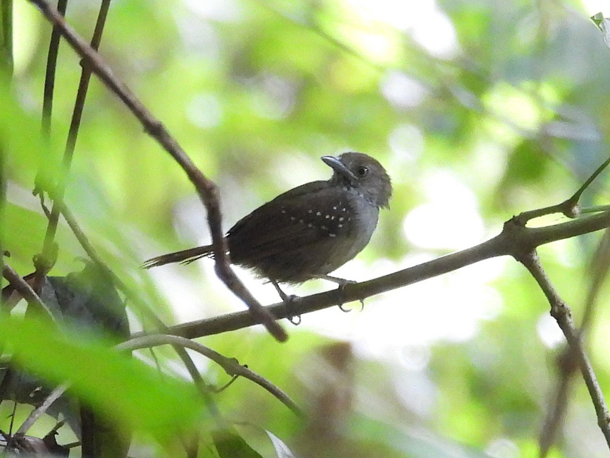 Brown-bellied Stipplethroat - ML642352491