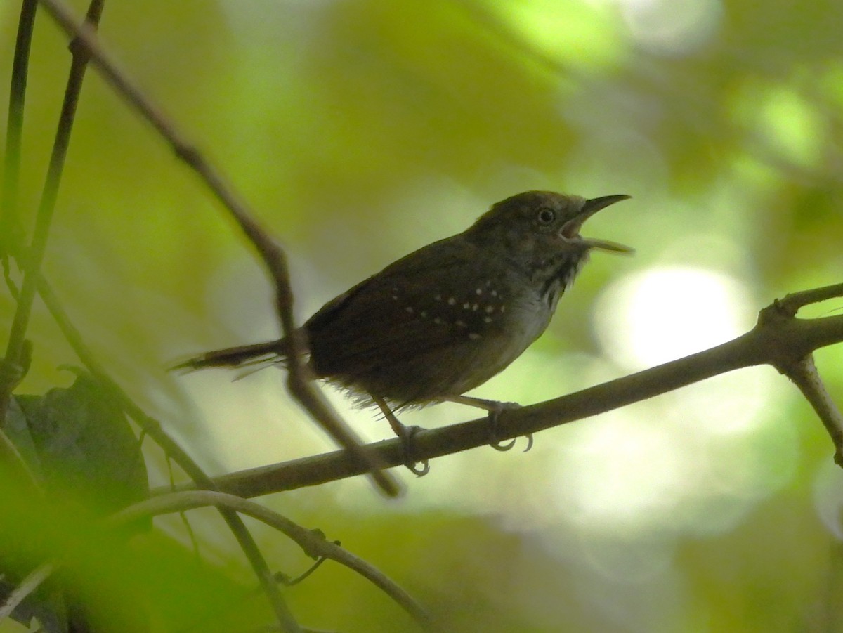 Brown-bellied Stipplethroat - ML642352496