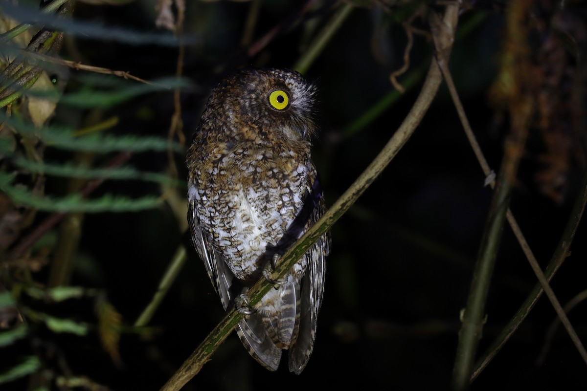Mindanao Scops-Owl - ML642352505