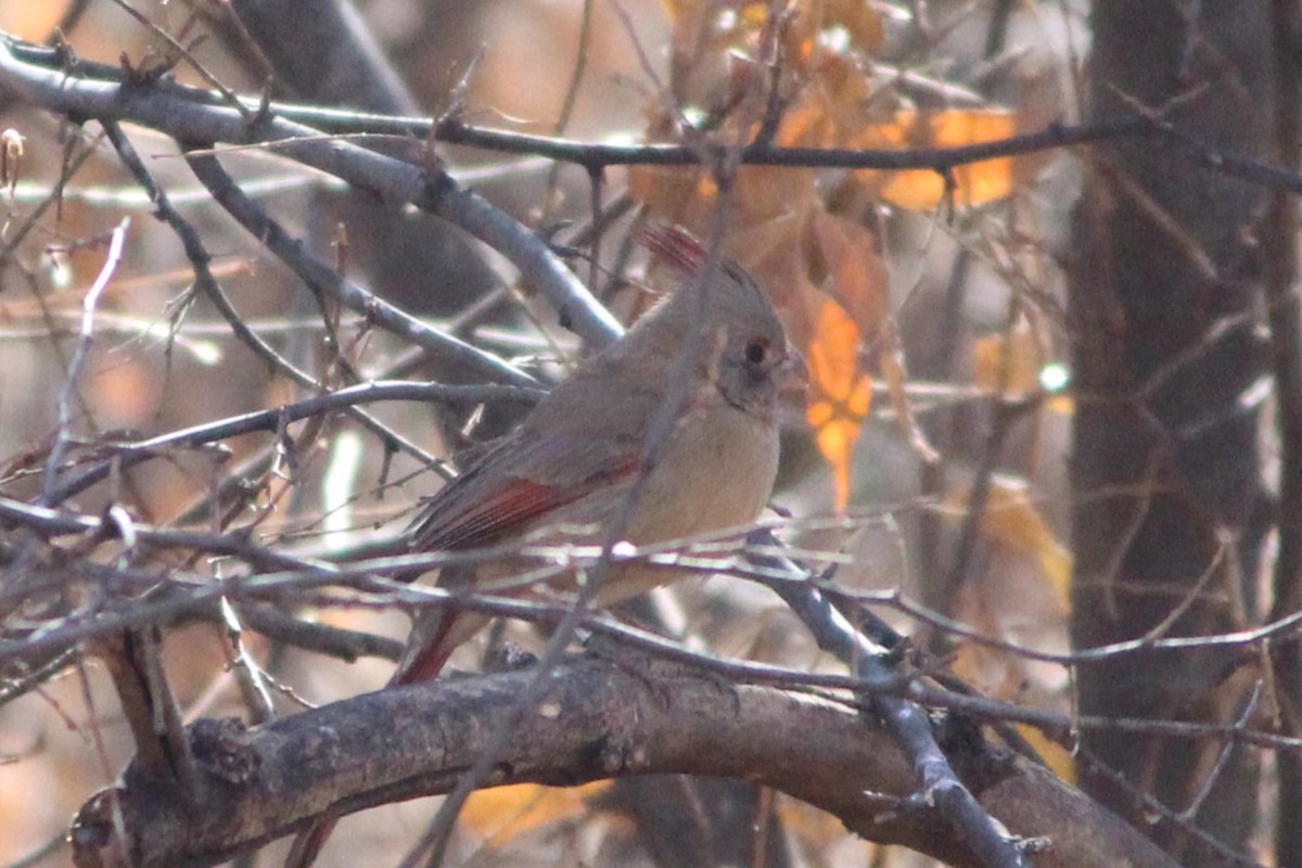 Pyrrhuloxia - ML642352508