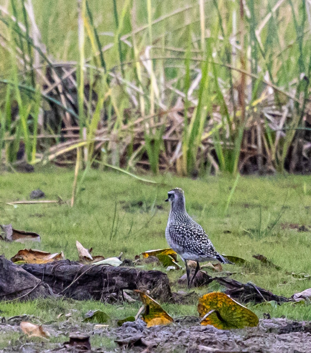 American Golden-Plover - ML642352519