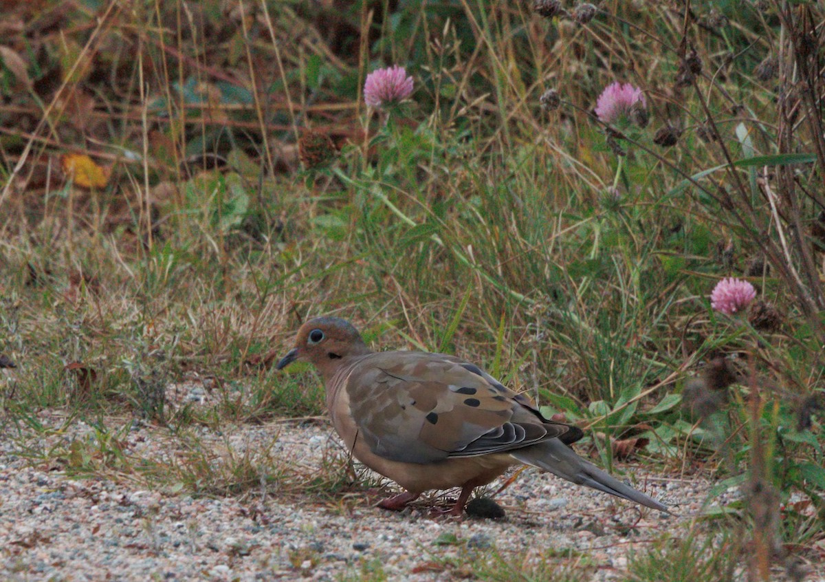 Mourning Dove - ML642352527