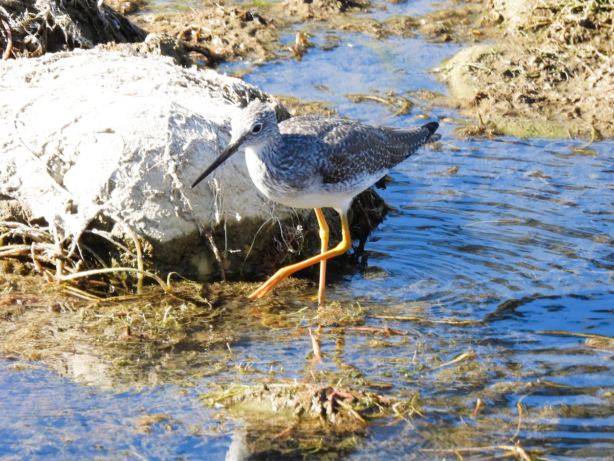 Greater Yellowlegs - ML642352528