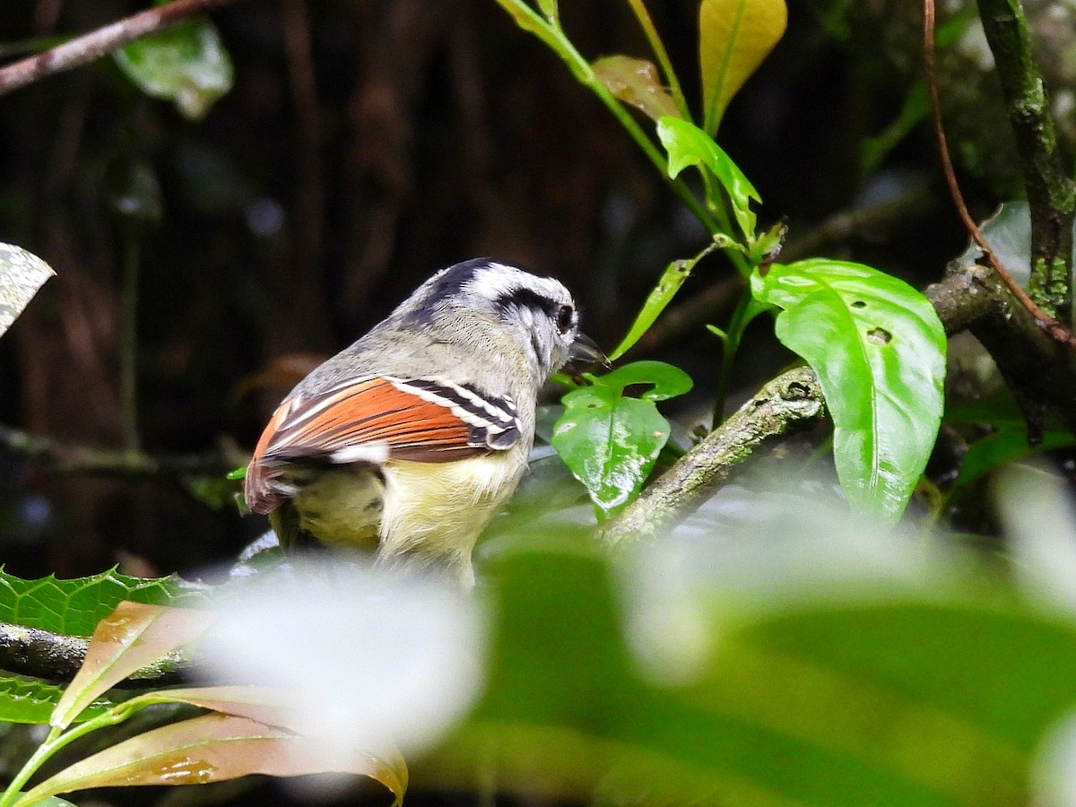 Rufous-margined Antwren - ML642352529