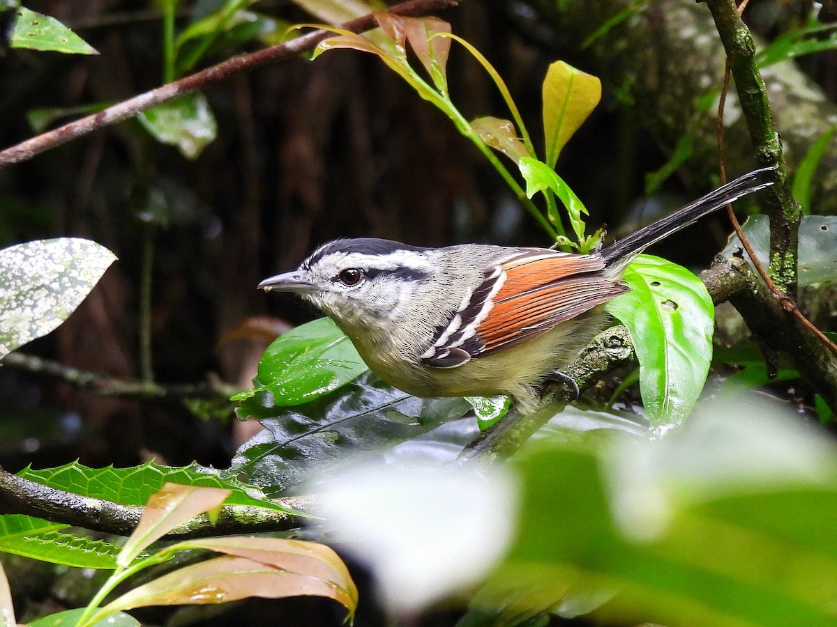 Rufous-margined Antwren - ML642352530