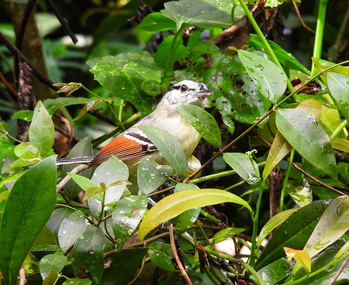 Rufous-margined Antwren - ML642352531