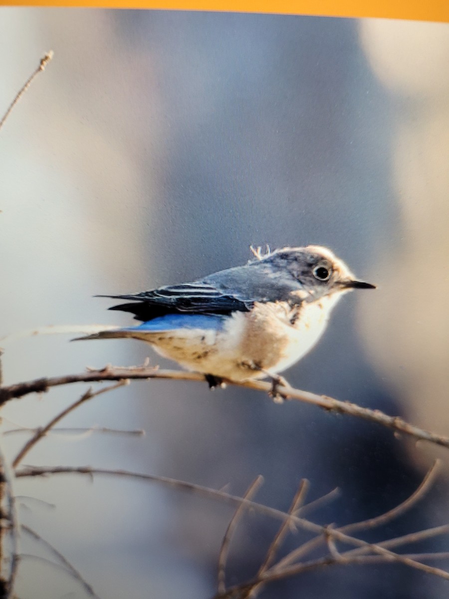 Mountain Bluebird - ML642352533