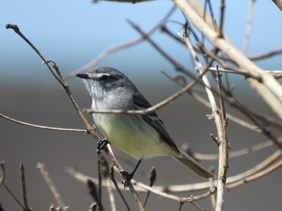 Straneck's Tyrannulet - ML642352542