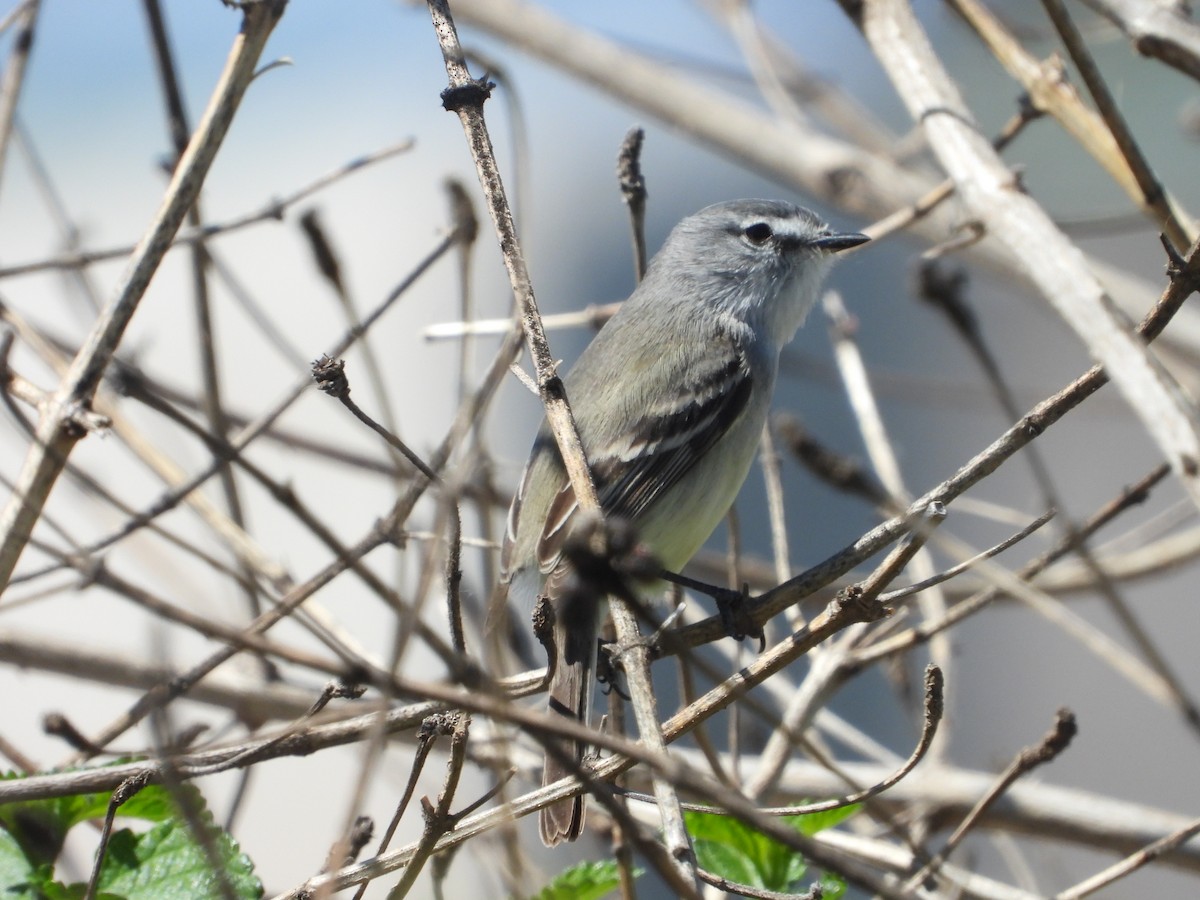 Straneck's Tyrannulet - ML642352543